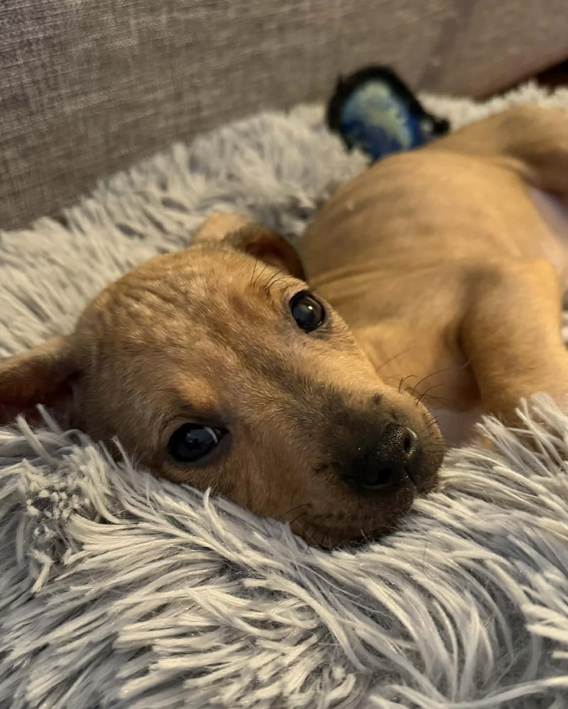 Enlarge Holly, a Adoptable Pit Bull Terrier in Millersville, MD image 2/5