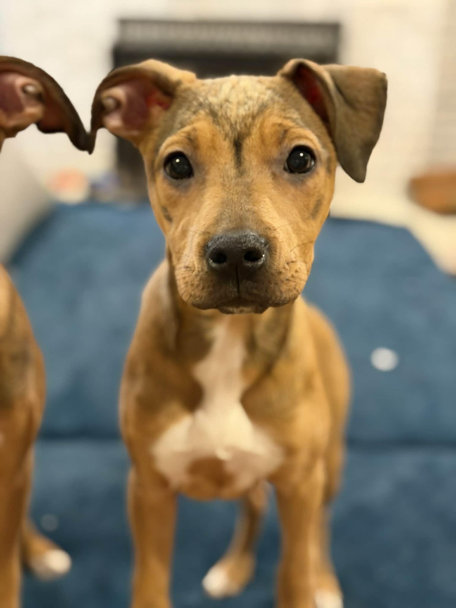 Enlarge Holly, a Adoptable Pit Bull Terrier in Millersville, MD image 5/5