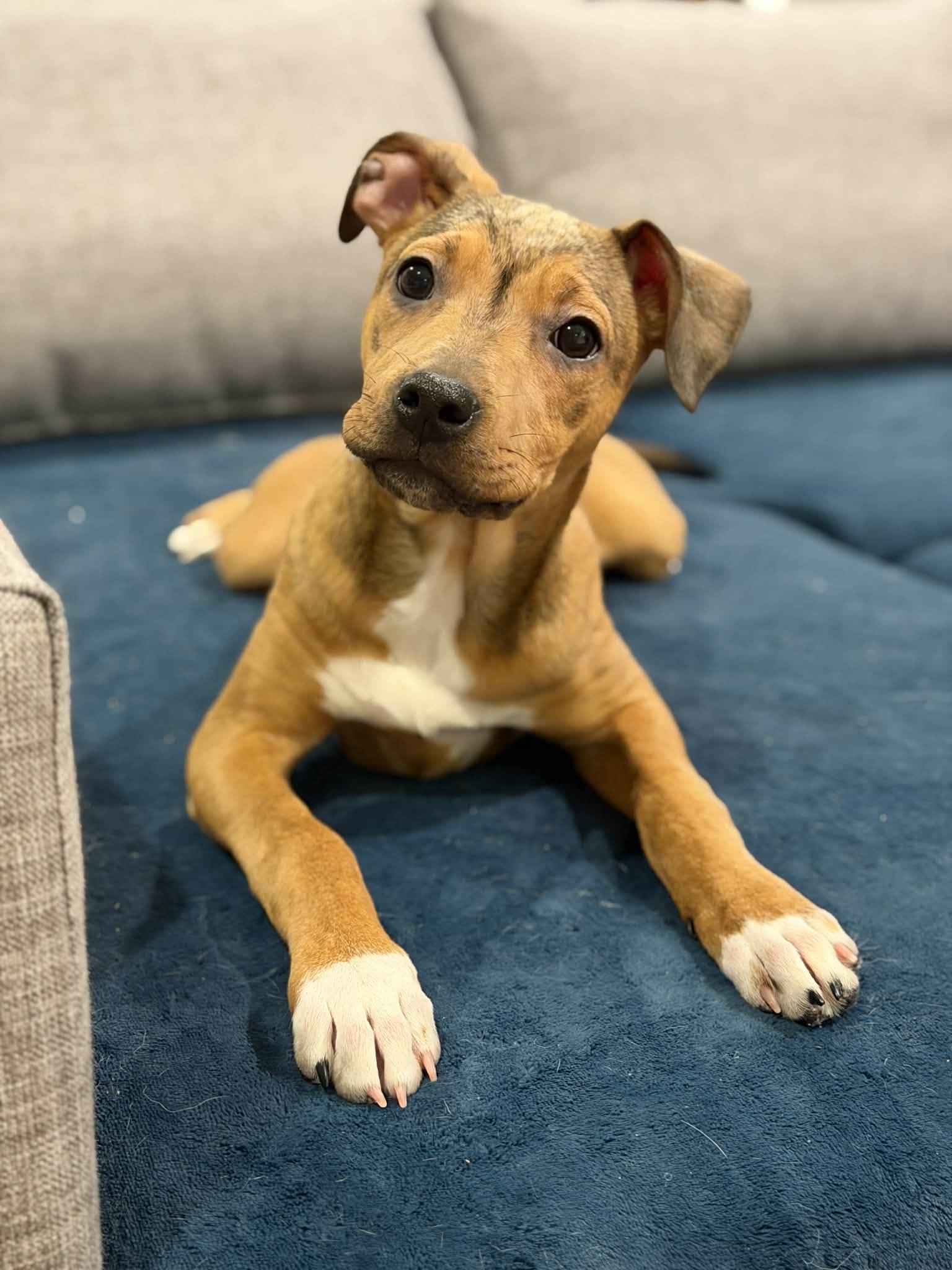 Enlarge Holly, a Adoptable Pit Bull Terrier in Millersville, MD image 1/5