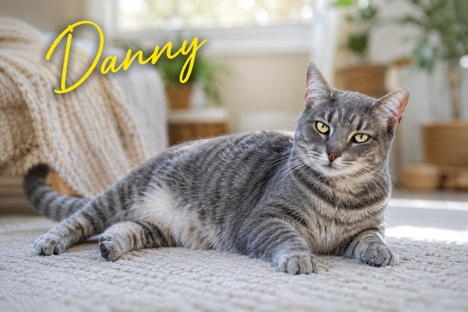 Danny (FCID# 02/05/2026 - 45 Trainer) C, Adoptable, Adult Male Domestic Short Hair.