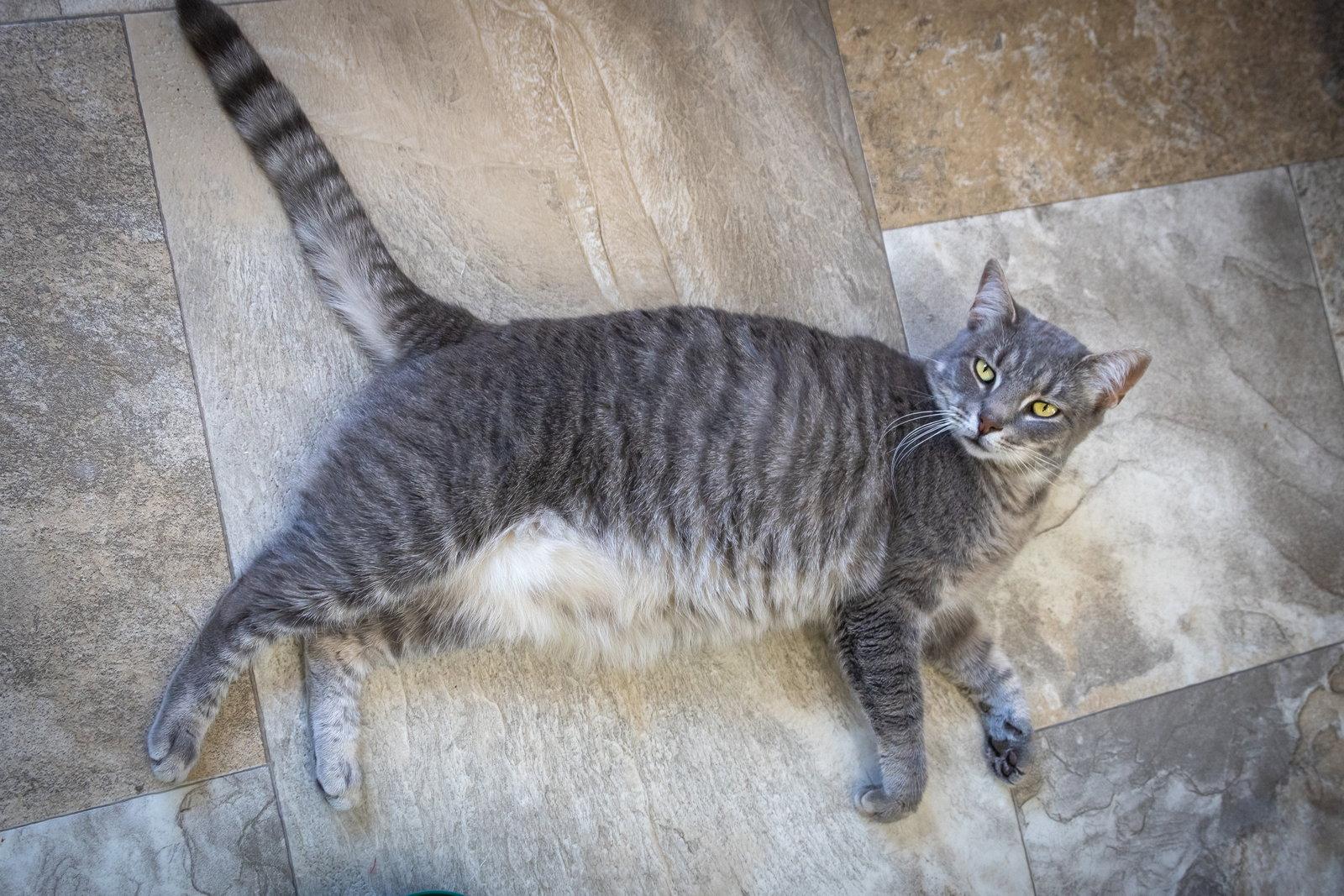 Danny (FCID# 02/05/2026 - 45 Trainer) C, a Adoptable Domestic Short Hair in Greenville, DE image 2/3