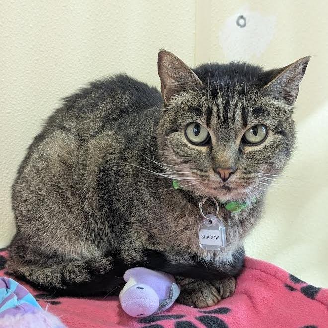 Enlarge Shadow, a Adoptable Domestic Short Hair in Lakewood, CO image 1/5