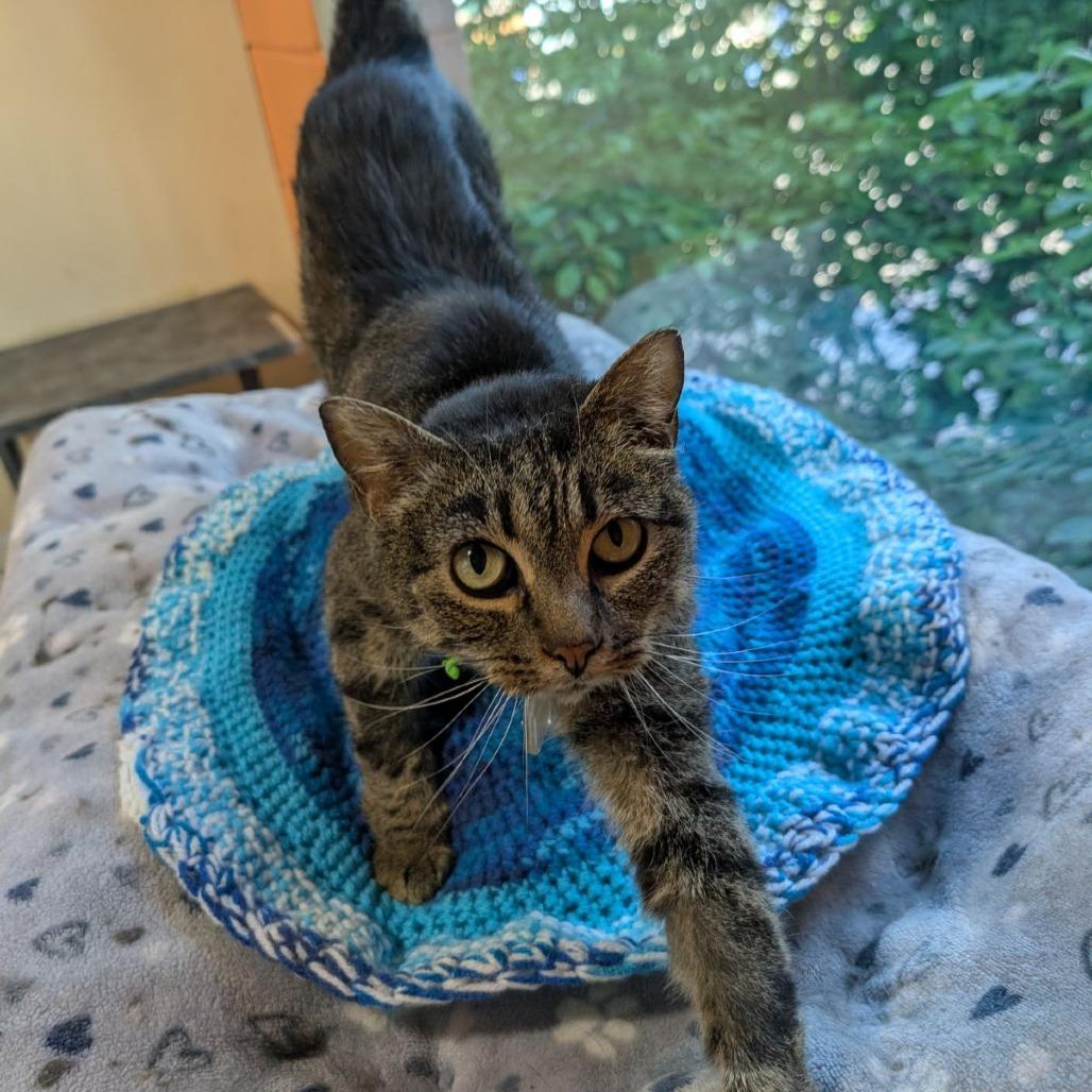 Enlarge Shadow, a Adoptable Domestic Short Hair in Lakewood, CO image 2/5