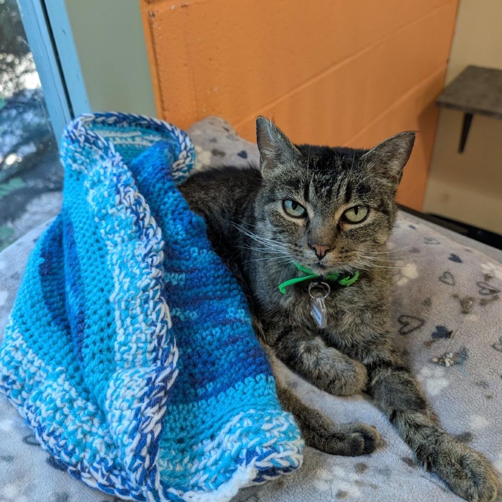 Enlarge Shadow, a Adoptable Domestic Short Hair in Lakewood, CO image 3/5