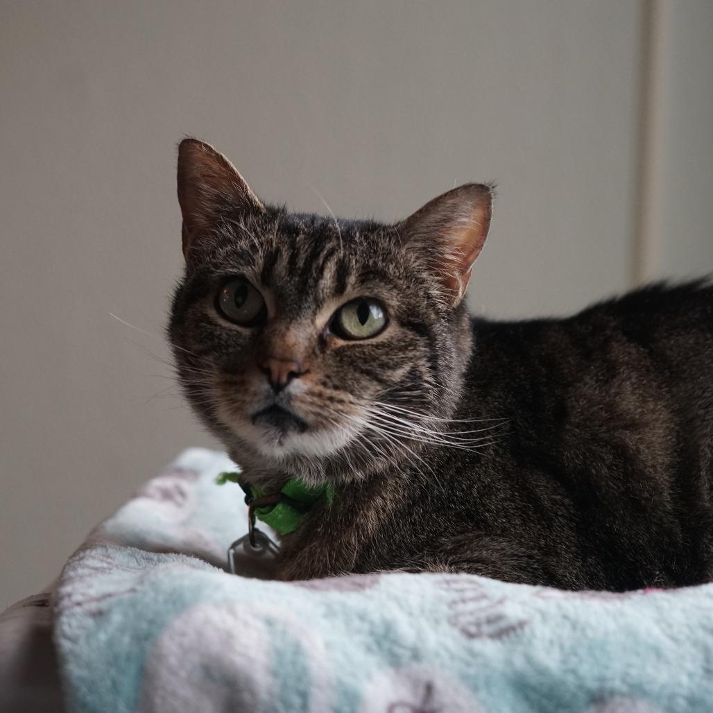 Enlarge Shadow, a Adoptable Domestic Short Hair in Lakewood, CO image 4/5