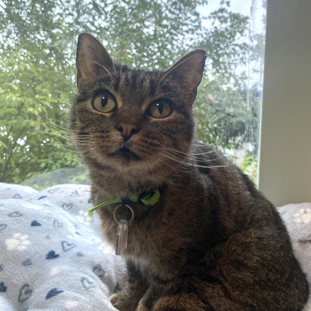 Enlarge Shadow, a Adoptable Domestic Short Hair in Lakewood, CO image 5/5