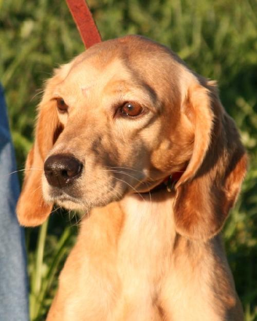 Turner, Adopted, Adult Male Cocker Spaniel & Golden Retriever.