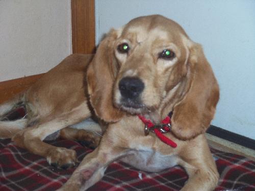 Enlarge Turner, a Adopted mixed breed in Saint Charles, MO image 2/3