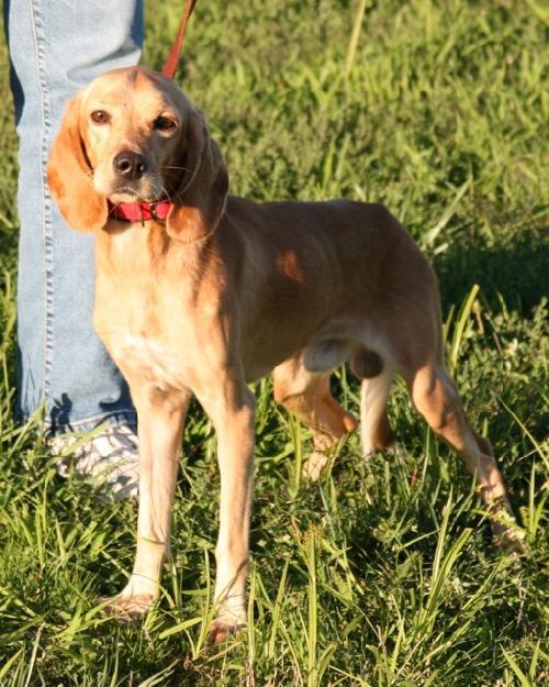 Enlarge Turner, a Adopted mixed breed in Saint Charles, MO image 3/3