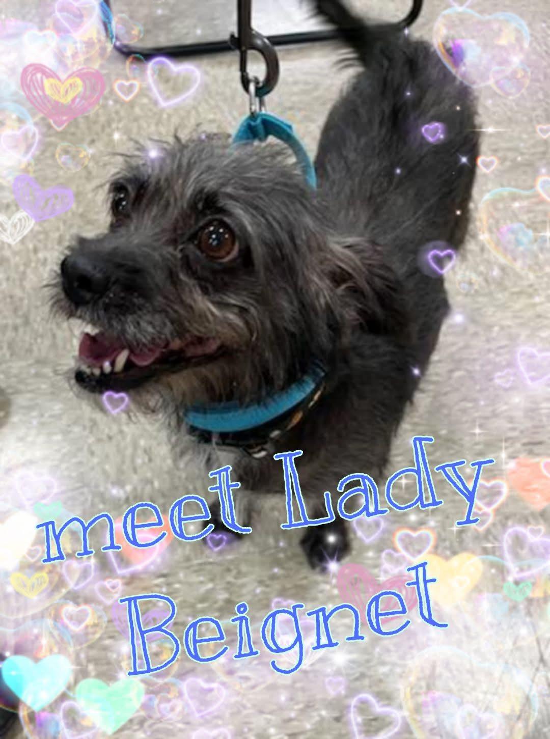 Lady Beignet