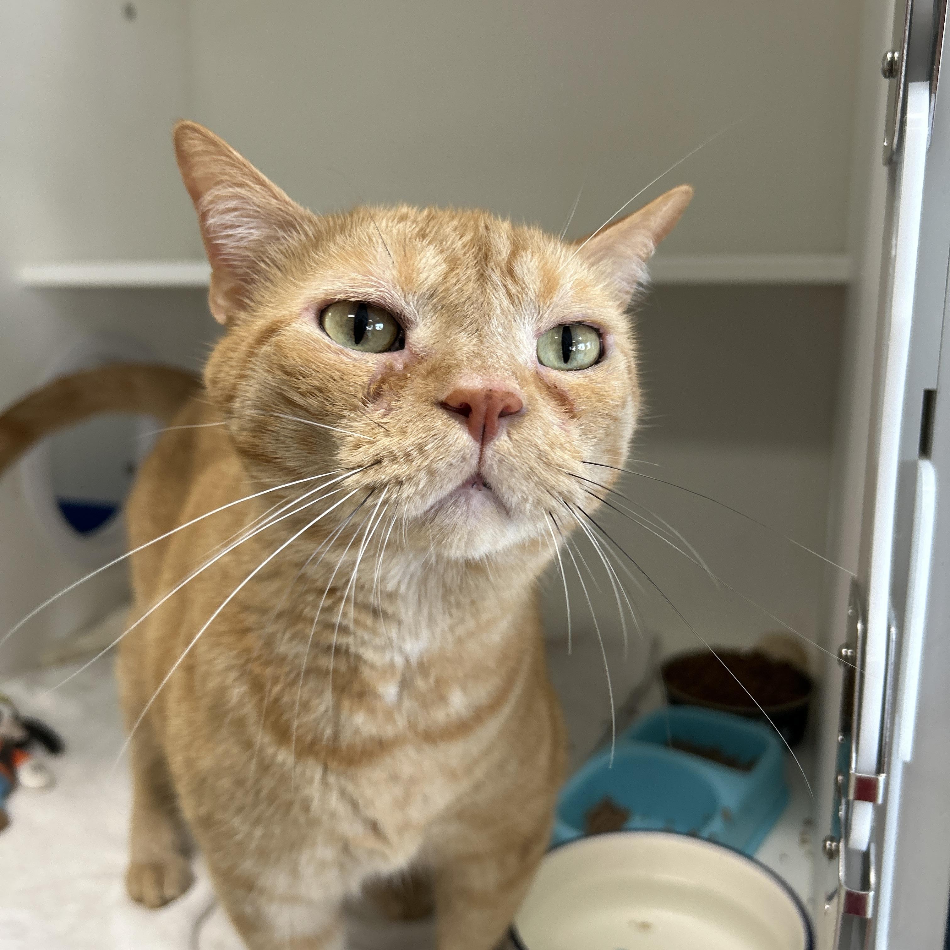 Simba & Benji (Bonded), Adoptable, Adult Male Domestic Short Hair.