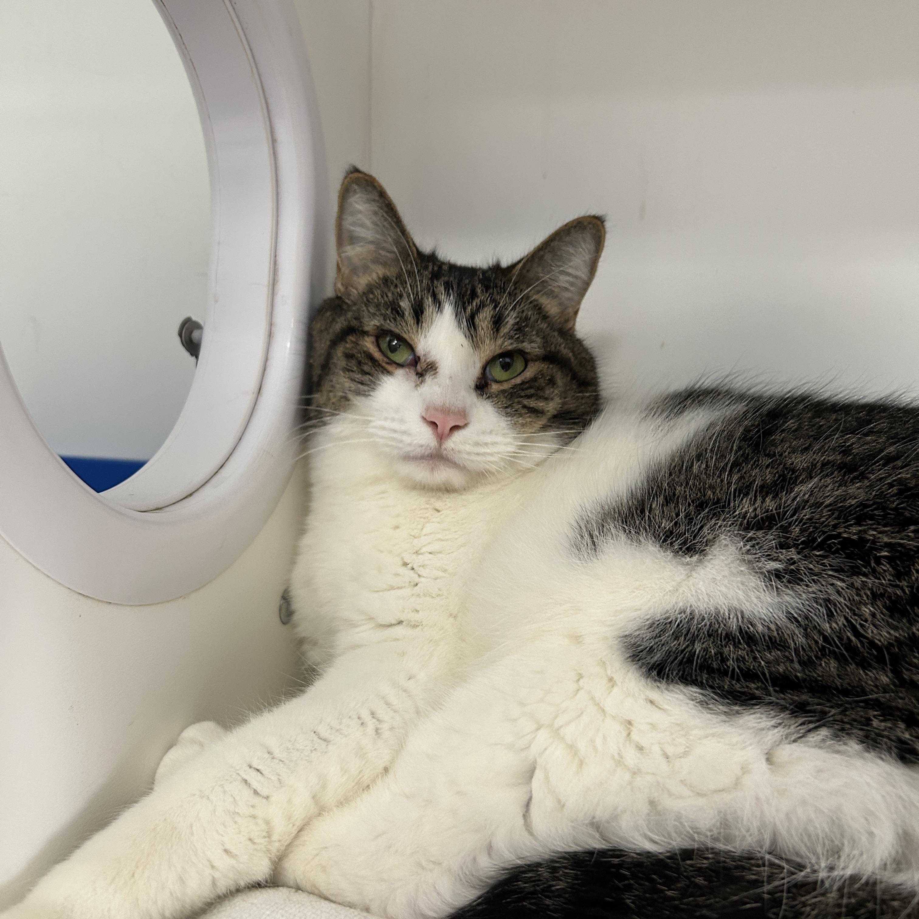 Enlarge Simba & Benji (Bonded), a Adoptable Domestic Short Hair in La Grange Park, IL image 6/6