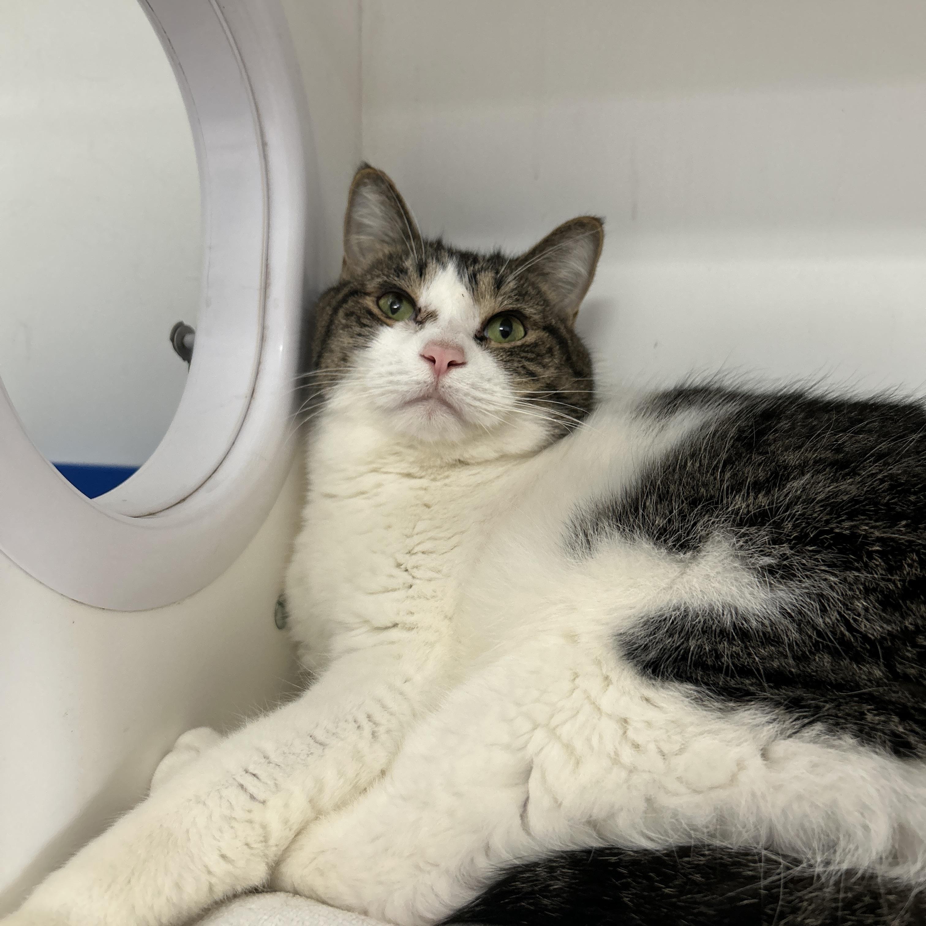 Enlarge Simba & Benji (Bonded), a Adoptable Domestic Short Hair in La Grange Park, IL image 2/6