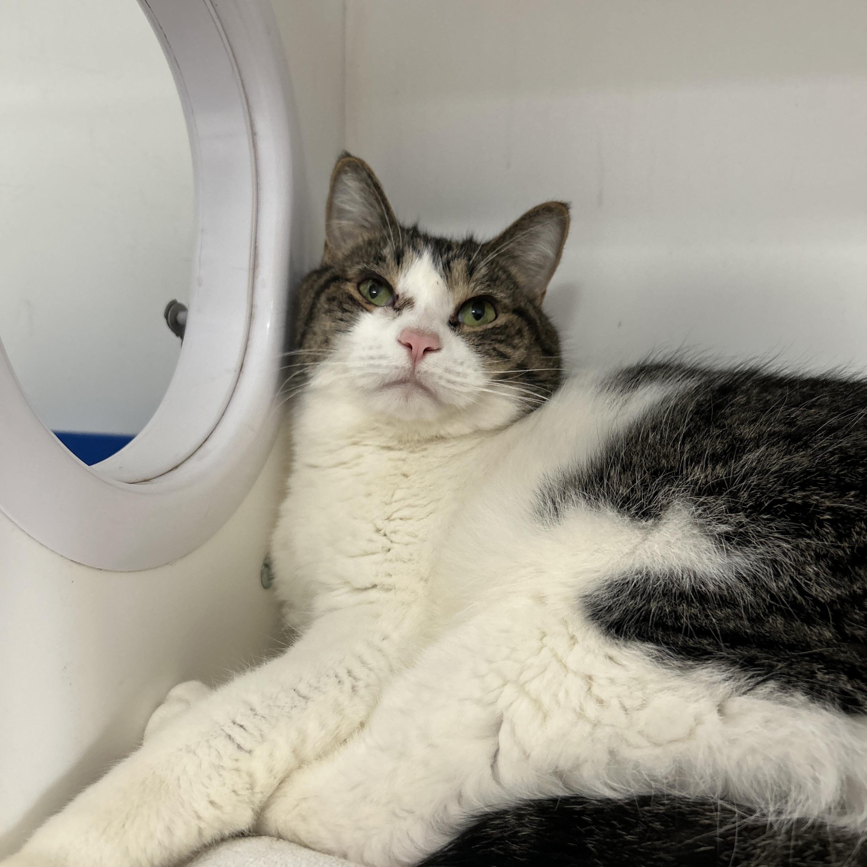 Enlarge Simba & Benji (Bonded), a Adoptable Domestic Short Hair in La Grange Park, IL image 4/6
