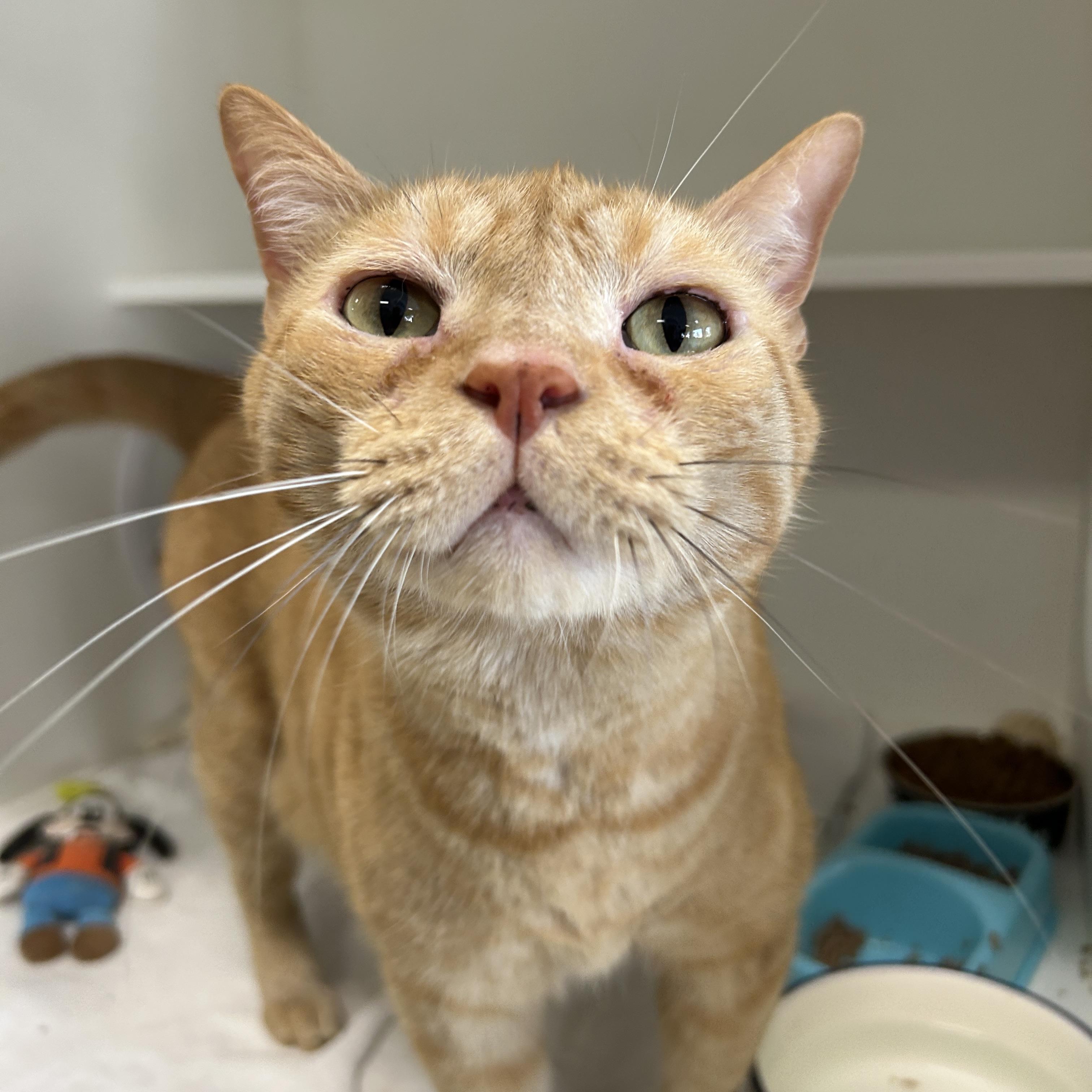 Enlarge Simba & Benji (Bonded), a Adoptable Domestic Short Hair in La Grange Park, IL image 5/6
