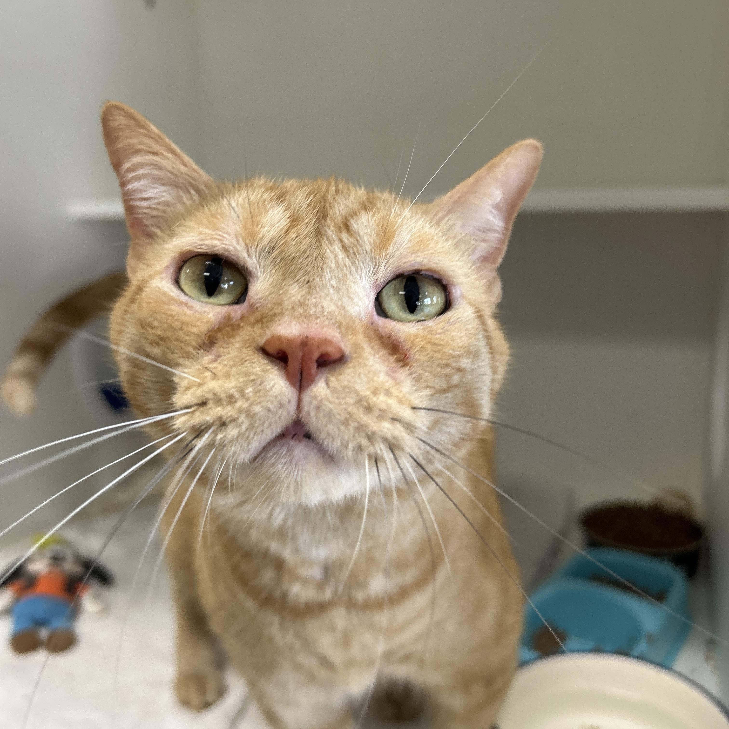 Enlarge Simba & Benji (Bonded), a Adoptable Domestic Short Hair in La Grange Park, IL image 3/6