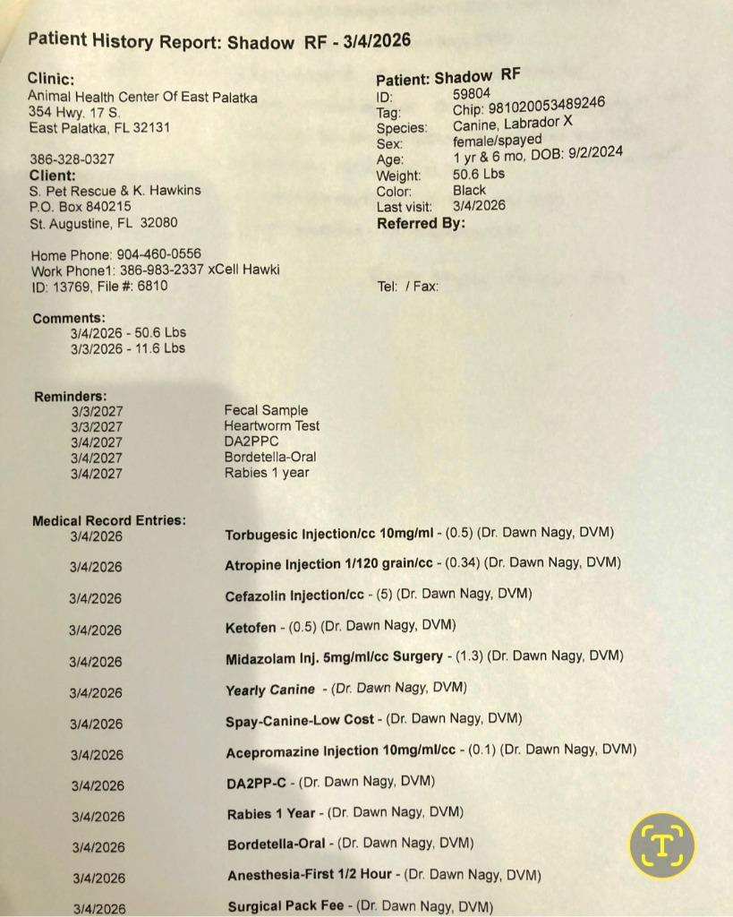 Shadow — thumbnail 2