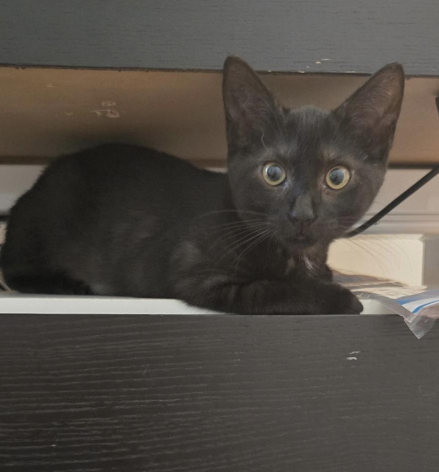 Enlarge Bean, a Adoptable Domestic Short Hair in Alexandria, VA image 4/6