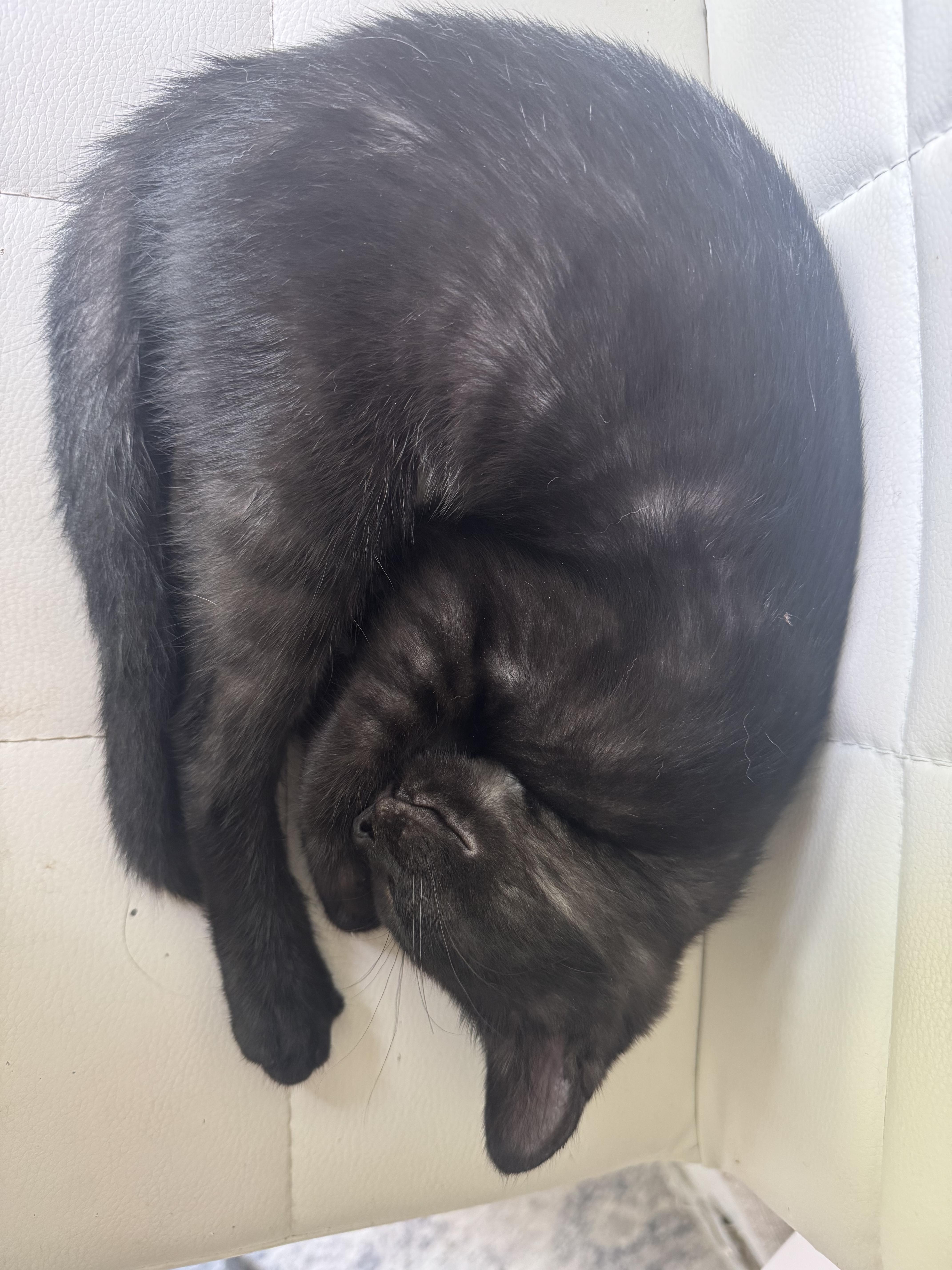 Enlarge Bean, a Adoptable Domestic Short Hair in Alexandria, VA image 5/6