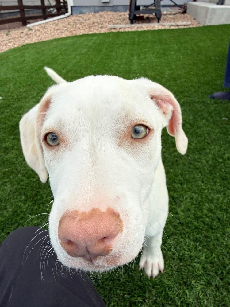 Newman, Adoptable, Puppy Male Terrier.