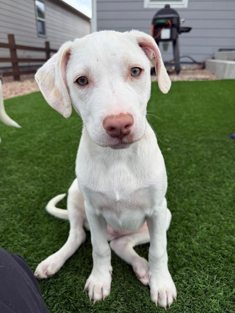 Enlarge Newman, a Adoptable mixed breed in Colorado Springs, CO image 2/6