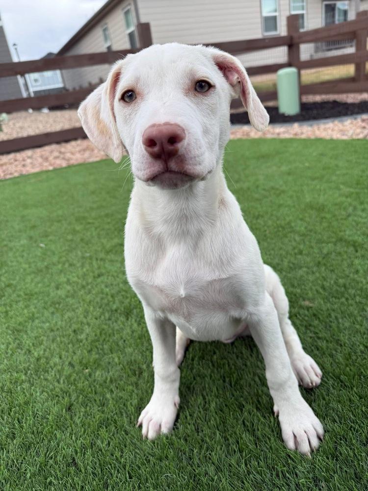 Enlarge Newman, a Adoptable mixed breed in Colorado Springs, CO image 3/6