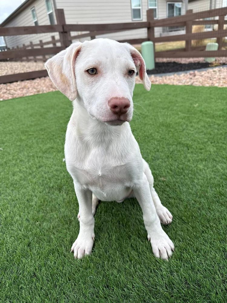 Enlarge Newman, a Adoptable mixed breed in Colorado Springs, CO image 4/6