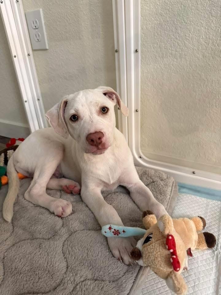 Enlarge Newman, a Adoptable mixed breed in Colorado Springs, CO image 5/6