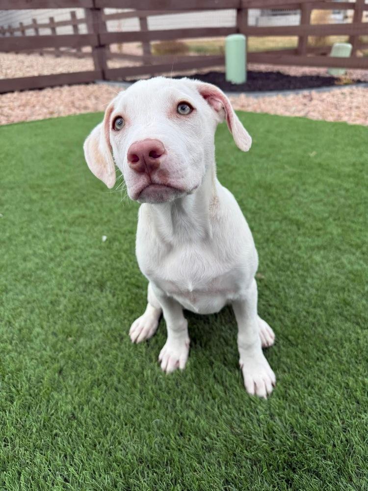 Enlarge Newman, a Adoptable mixed breed in Colorado Springs, CO image 6/6