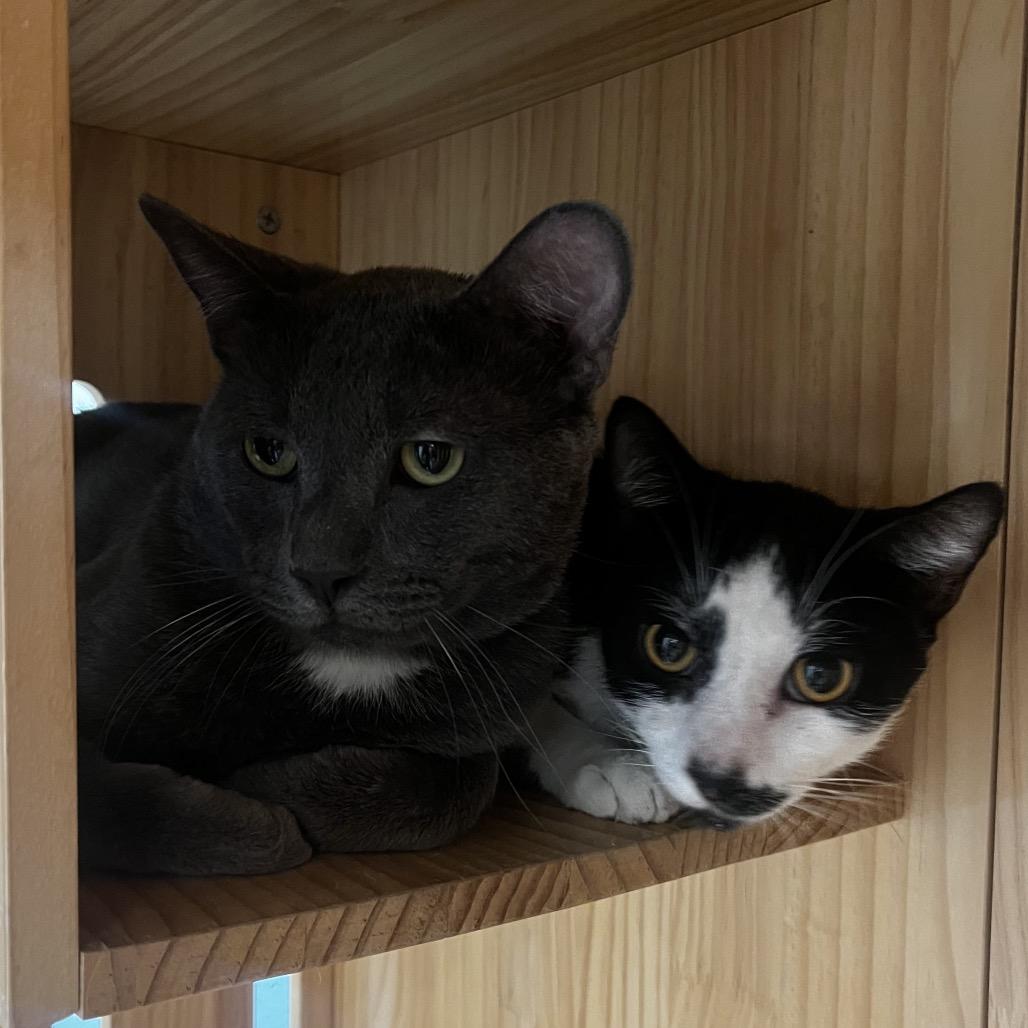 Enlarge Fillmore, a Adoptable Domestic Short Hair in Yucca Valley, CA image 1/5