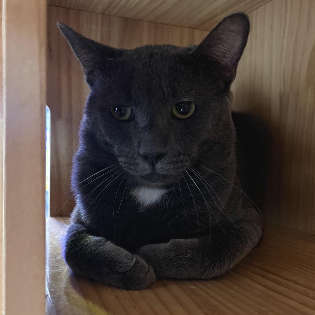 Enlarge Fillmore, a Adoptable Domestic Short Hair in Yucca Valley, CA image 2/5
