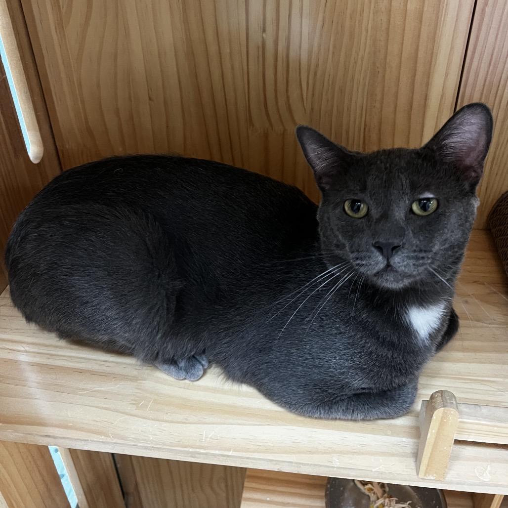Enlarge Fillmore, a Adoptable Domestic Short Hair in Yucca Valley, CA image 3/5