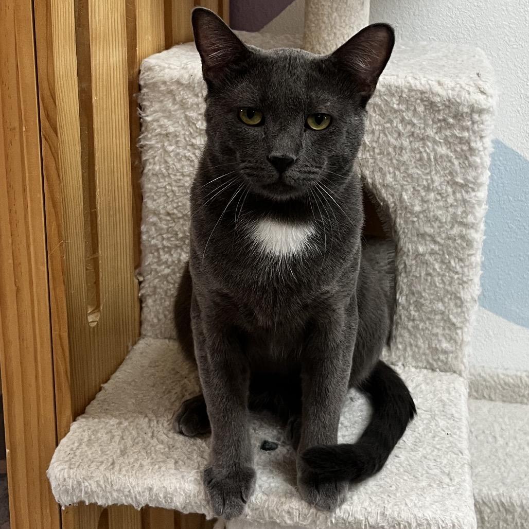 Enlarge Fillmore, a Adoptable Domestic Short Hair in Yucca Valley, CA image 4/5