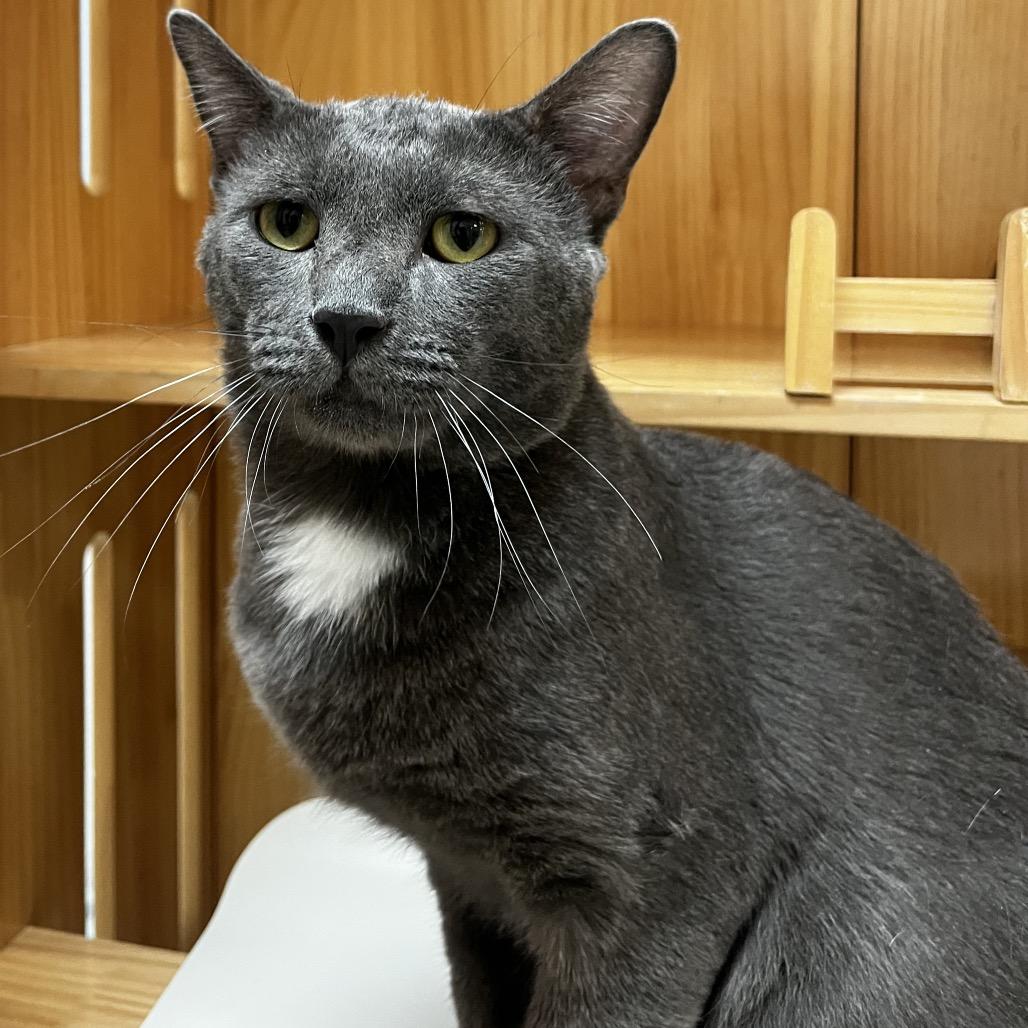 Enlarge Fillmore, a Adoptable Domestic Short Hair in Yucca Valley, CA image 5/5