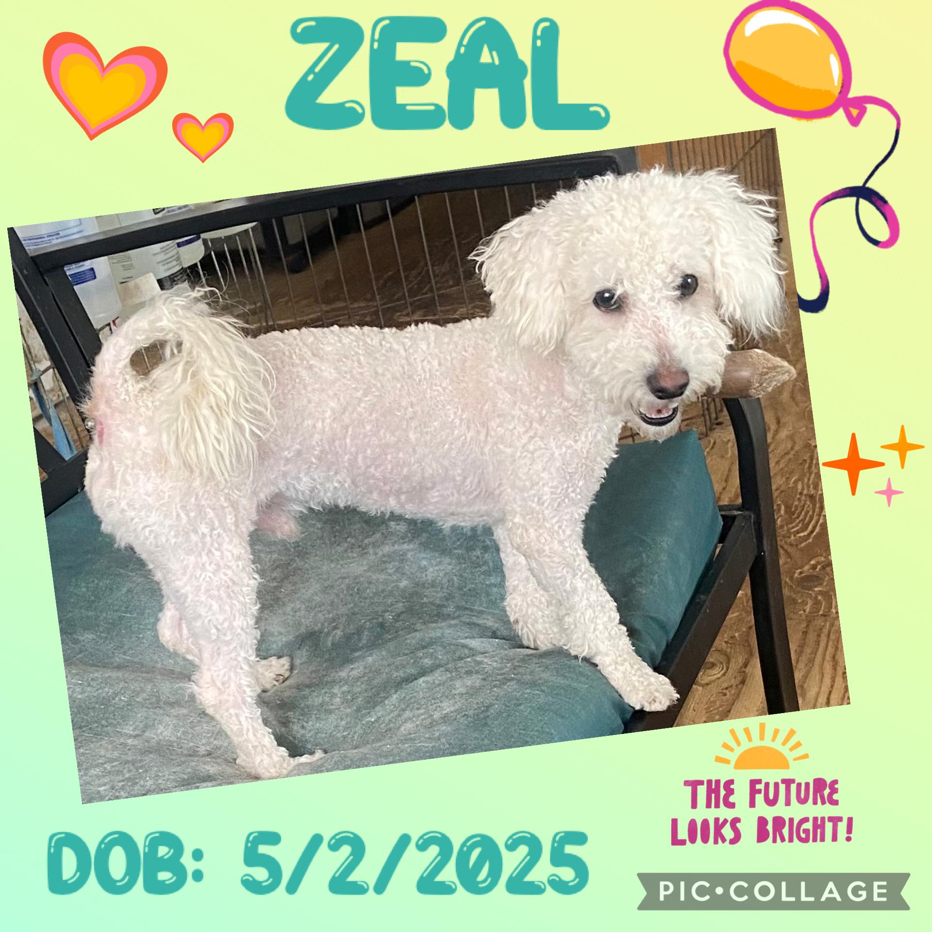 Enlarge Zeal, a ADOPTABLE mixed breed in Anchorage, AK image 1/1