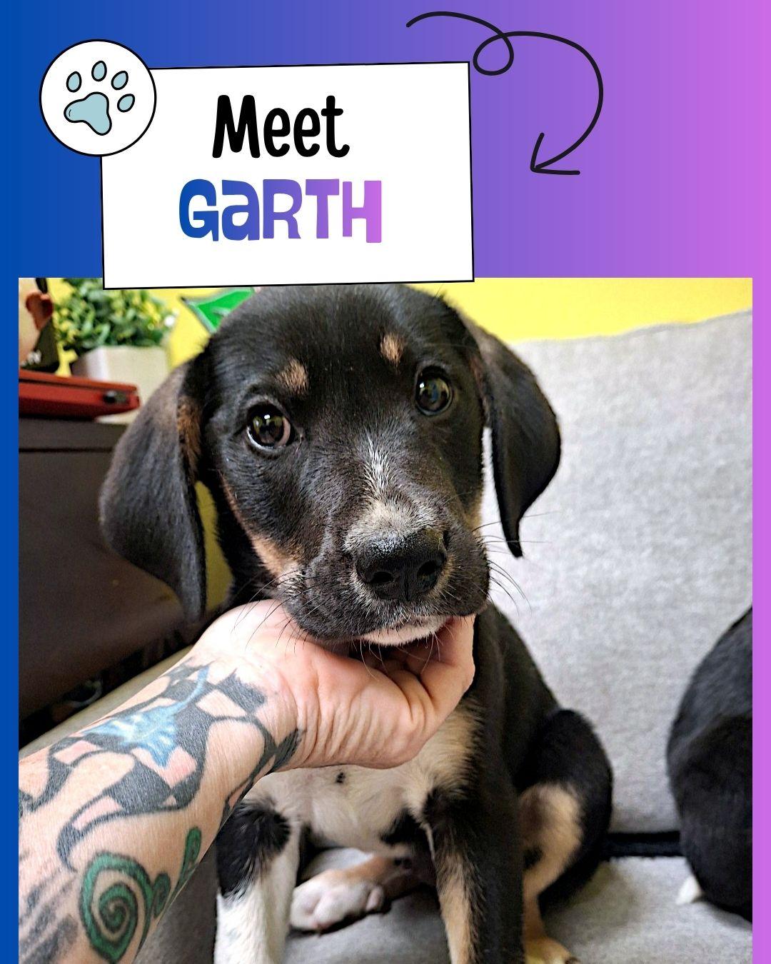 Garth, ADOPTABLE, Puppy Male Australian Cattle Dog / Blue Heeler.
