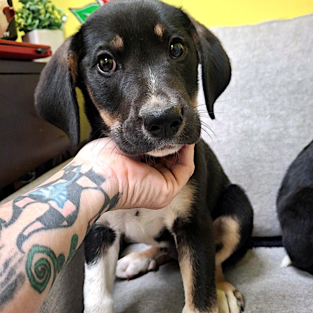 Garth, a ADOPTABLE mixed breed in Sulphur, KY image 2/2
