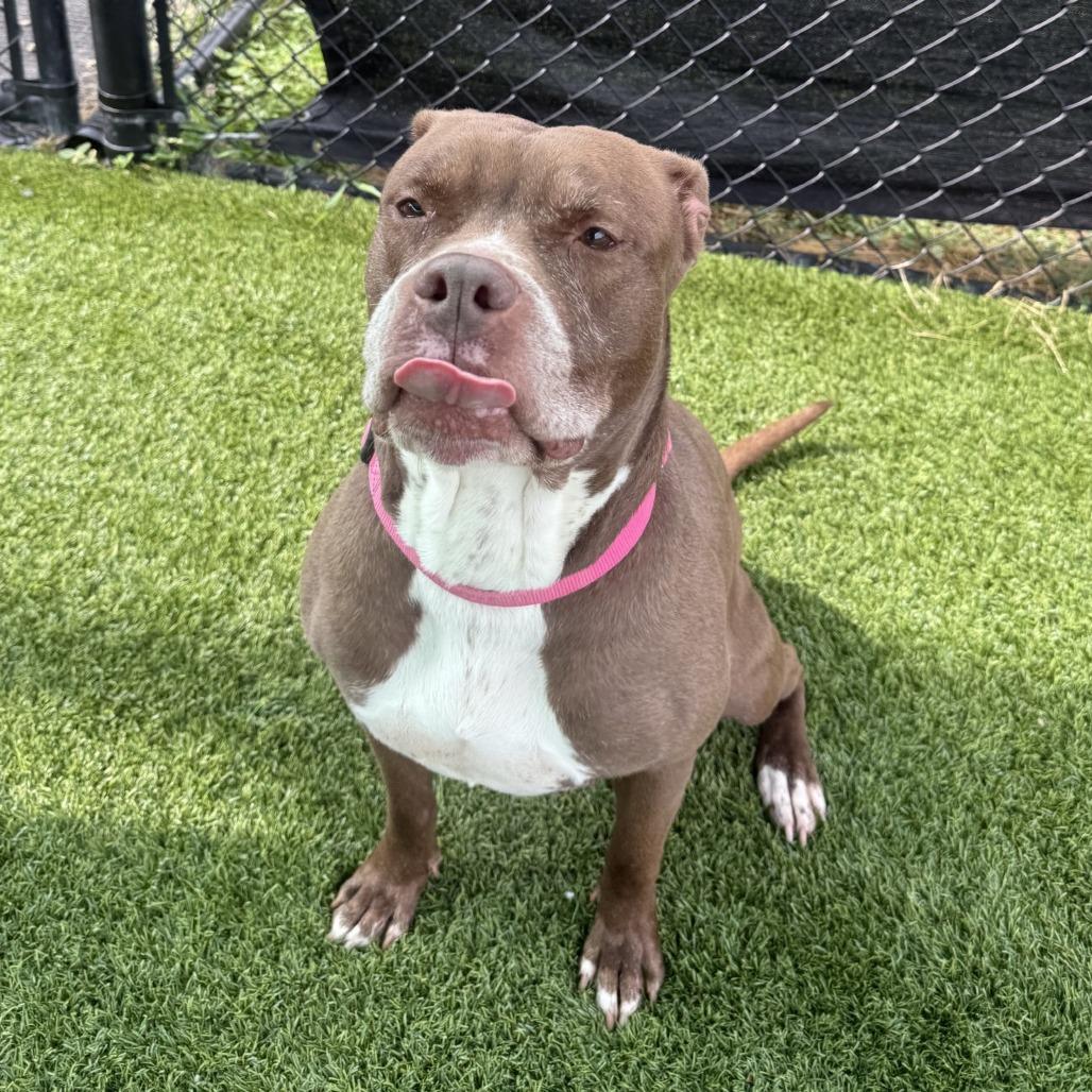 Enlarge Gertie, a Adoptable Mixed Breed in Pittsburgh, PA image 1/6