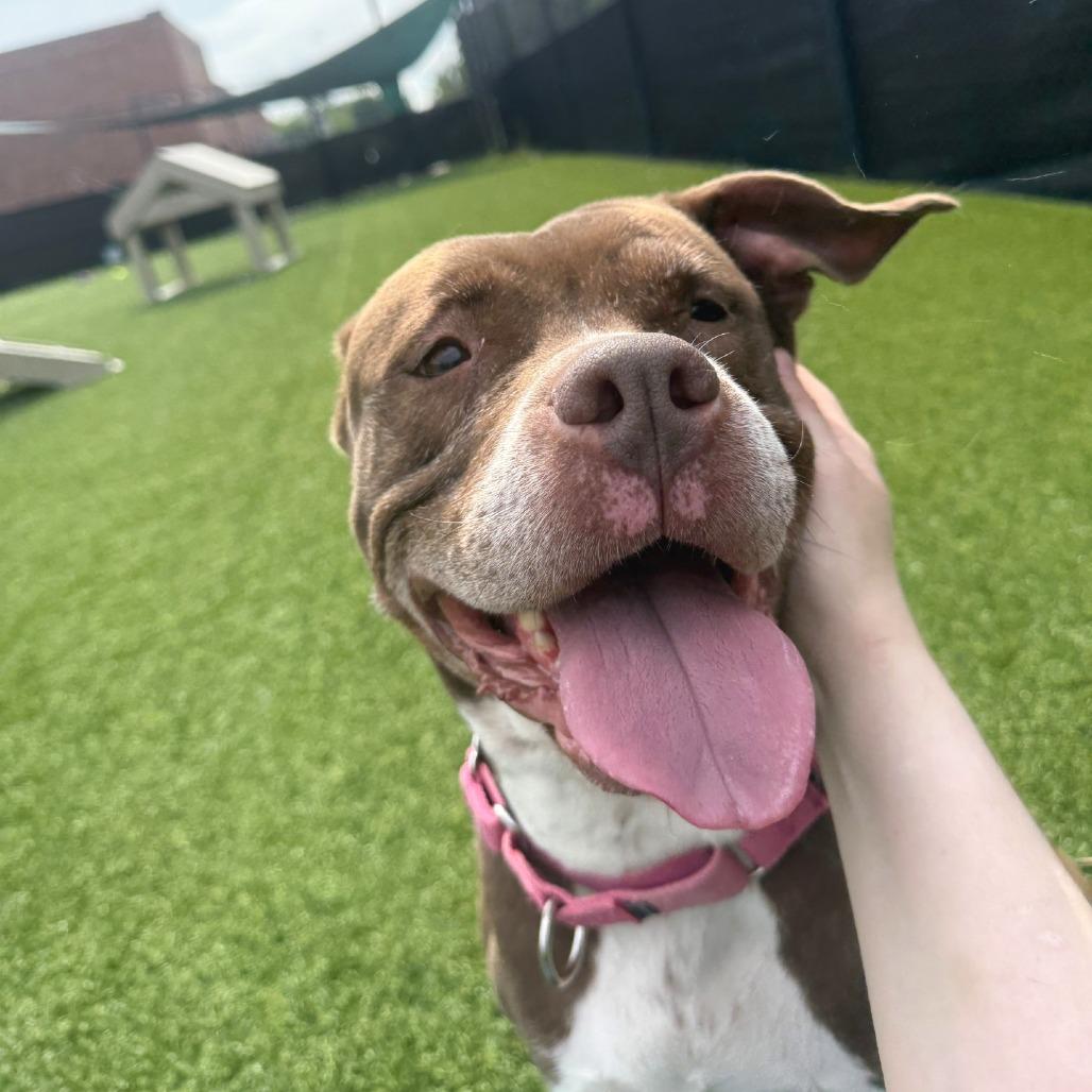 Enlarge Gertie, a Adoptable Mixed Breed in Pittsburgh, PA image 2/6