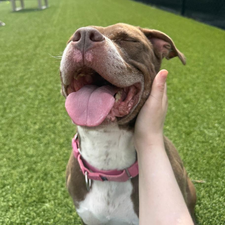 Enlarge Gertie, a Adoptable Mixed Breed in Pittsburgh, PA image 3/6