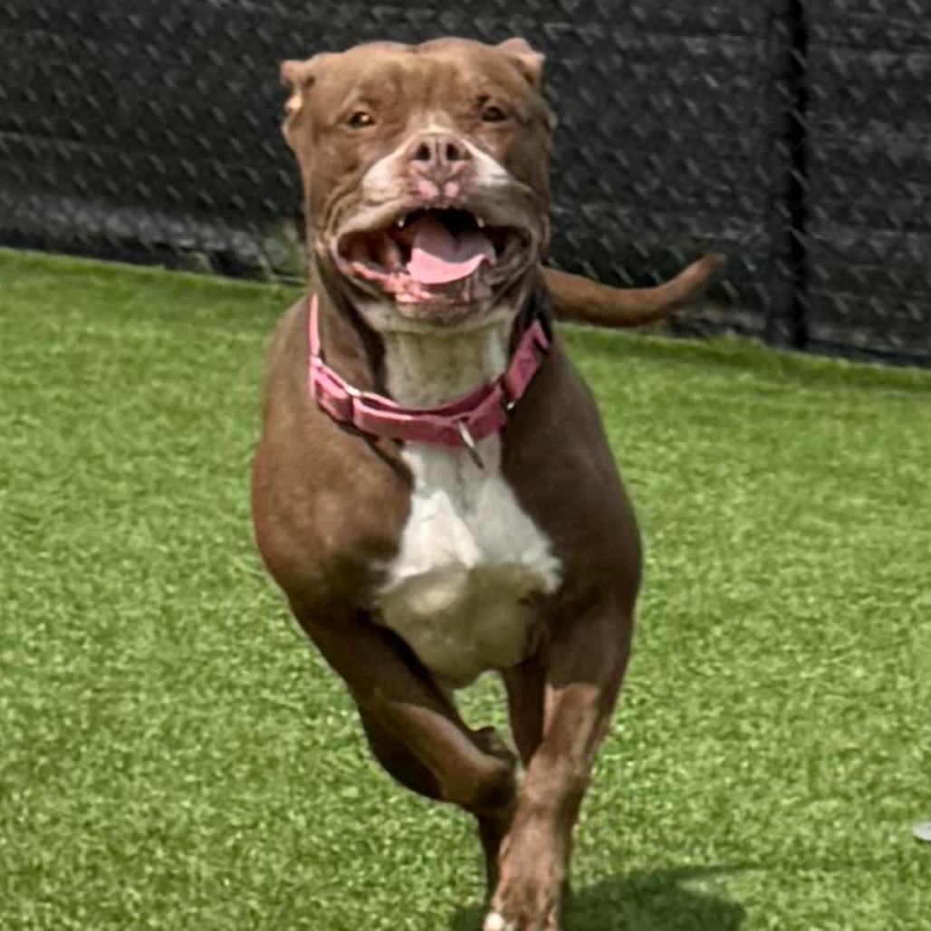 Enlarge Gertie, a Adoptable Mixed Breed in Pittsburgh, PA image 5/6