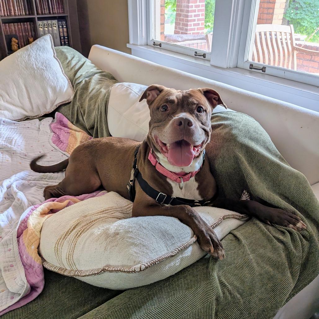 Enlarge Gertie, a Adoptable Mixed Breed in Pittsburgh, PA image 6/6