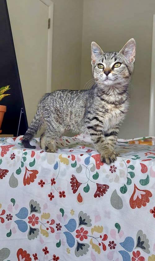 Lumber, Willow Grove Area, (FCID 05/27/2025-111)