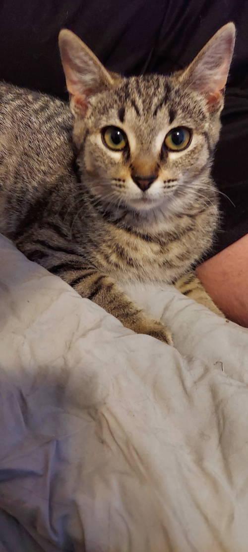 Lumber, Willow Grove Area, (FCID 05/27/2025-111)