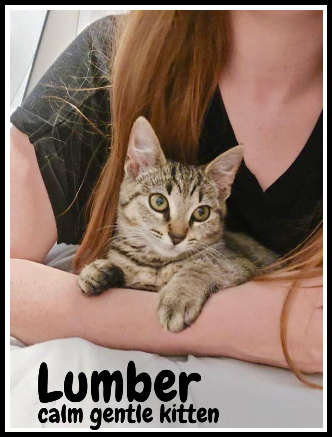 Lumber, Willow Grove Area, (FCID 05/27/2025-111)