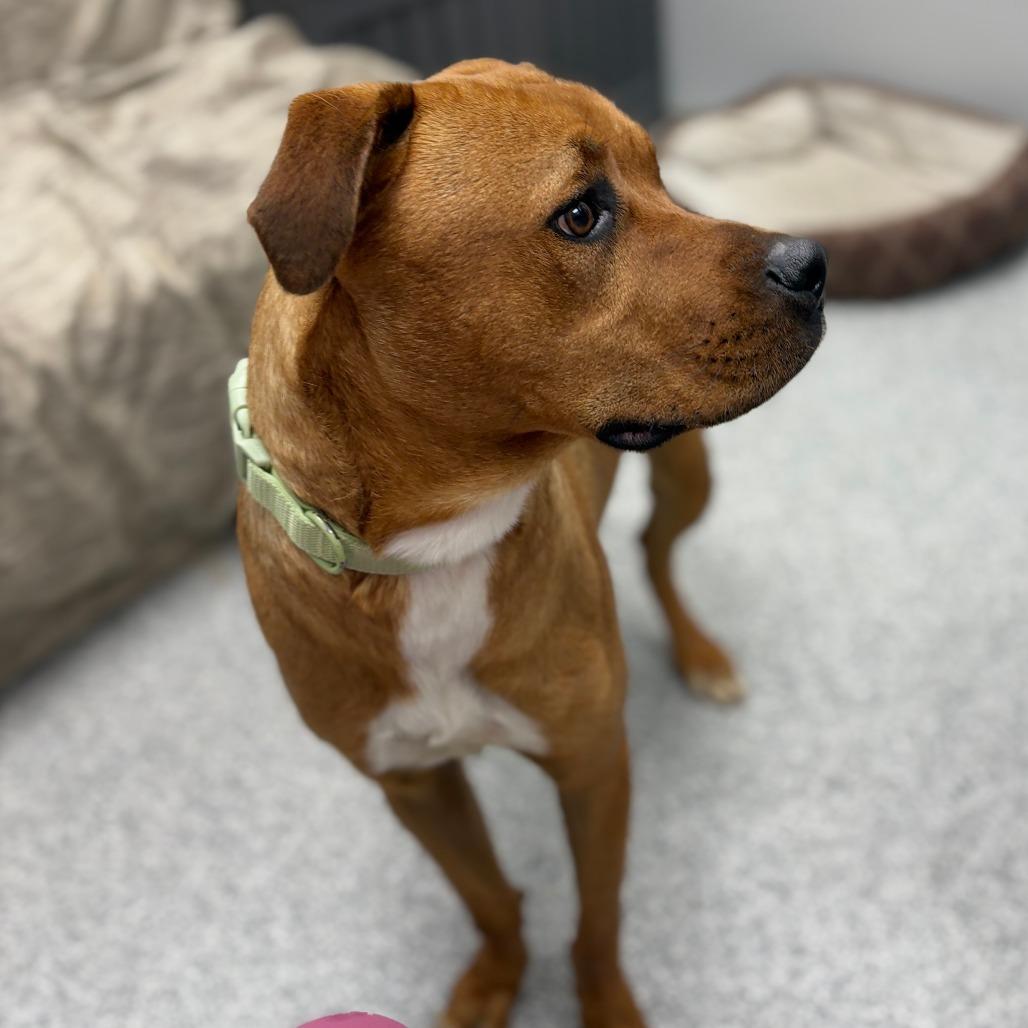 Enlarge Buttercup, an adopted mixed breed in Monticello, IA image 1/6