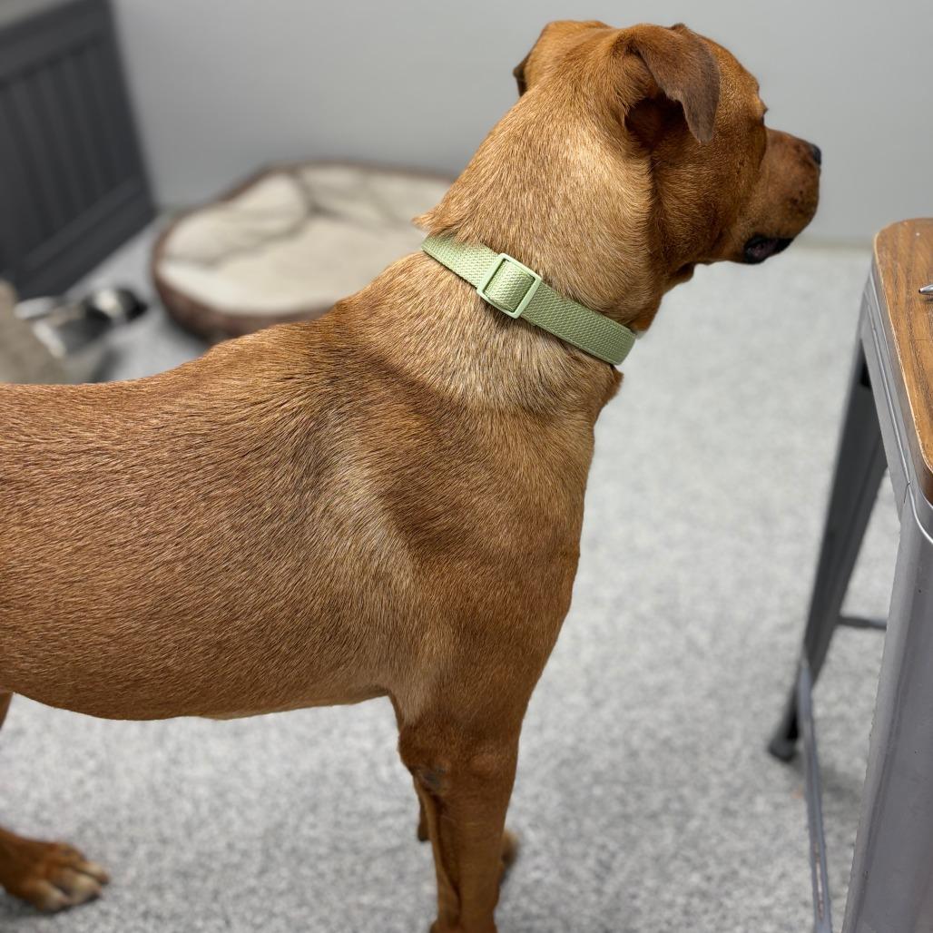 Enlarge Buttercup, an adopted mixed breed in Monticello, IA image 2/6