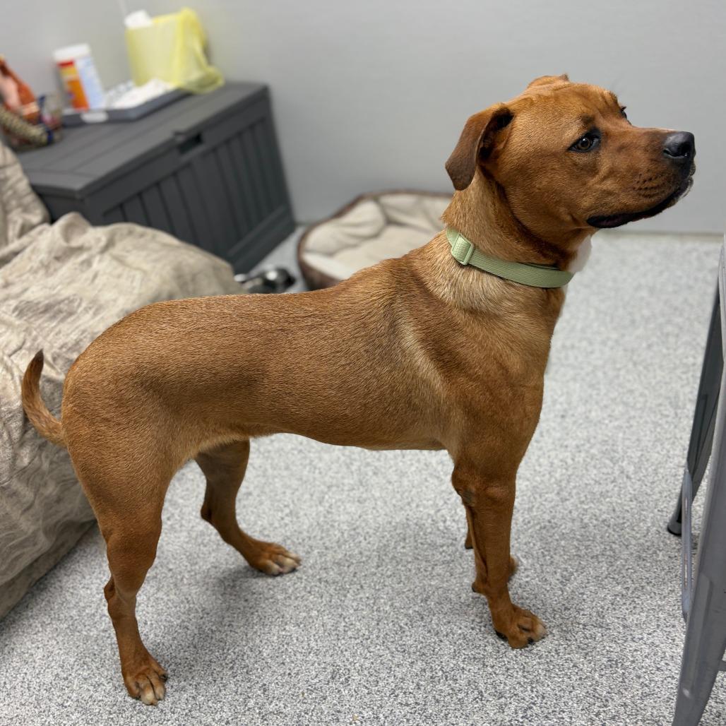 Enlarge Buttercup, an adopted mixed breed in Monticello, IA image 3/6