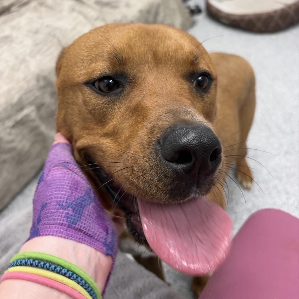 Enlarge Buttercup, an adopted mixed breed in Monticello, IA image 4/6