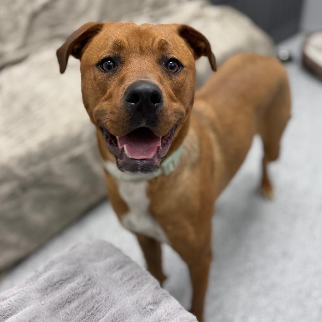 Enlarge Buttercup, an adopted mixed breed in Monticello, IA image 5/6